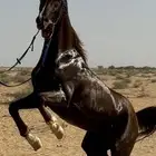 حصان شعبي العمر 6 سنوات مدهون وتر