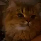 قطط للتبني