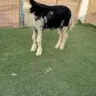 رخل نجديه كفو
