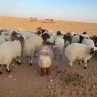 بهم نعيم تربيتي شعير وتبن شرط كرشه بيضاء يوجد توصيل مع ذبح
