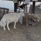 فحل حري مشروط