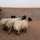نعيم العدد 6 بفحلها السابع