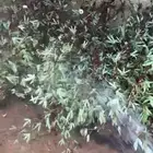 للبيع كركدية او غجر مثمر مركن 16 طول من 80 سم إلى متر و10