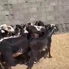 معزا بلديه اكثرها صغار سن العدد 25 فحلها السوم 750