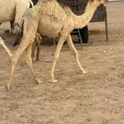 للبيع قعدان العمر 7 شهور