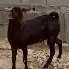 تيس مشروع صنف