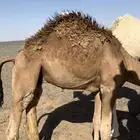حشو