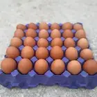 بيض مخصب لهمان ألمانيي