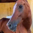 حصان للبيع .