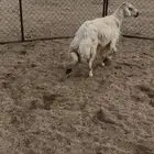 القاعه