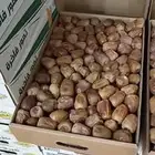 قشر سكرى العدد مفتوح