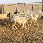 ضان طيبة