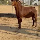 تيس فحل جامع مشروط