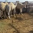 حشوو طيبه