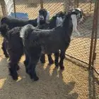تيوس عوارض للبيع