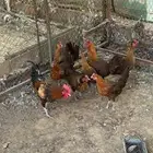فيومي ذهبي