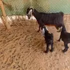 للبيع عنز تامه تحتها تيس وعناق سليمه من كلش وأظن انها دافع