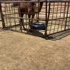 قعود للبيع