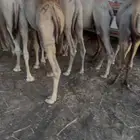 قعدان مبادي وزوجات شي كفووو ويوجد توصيل