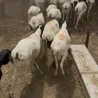 خرفان مربيه سمان على الشرط