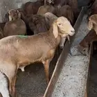 سواكني ثنيان
