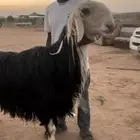 فحل نجدي مشروط