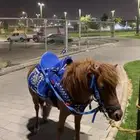 سيسي الايجار او للبيع