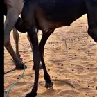 بكره مجهم فل شحم على حليب امها