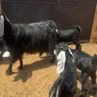 للبيع عنزين تحتها 4