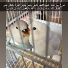 طير روز العدد 2 الصحه شرط ماشاءالله تبارك الله البيع سمح