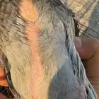 فروخ حمام اكل