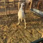 شاه دافع