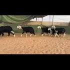 عرض بيع رخل جذعات