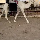 رحول وضحى طيبه