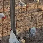 دجاج فيومي ألمنيوم