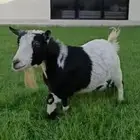 عنز قزميه بيور