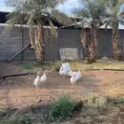 طقم رومي للبيع 4 وديك