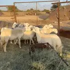 غنم دفع