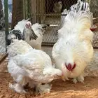 دجاج براهما