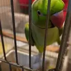 درة أليف متكلم