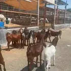 جفرات دهم كاموري 10 روس