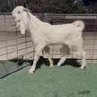 تيس مطور جذع