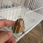 طير روز اليف الموقع بريده الحاله الصحيه يطير