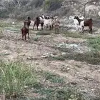 ثلوث المنظر