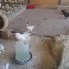 حمام للبيع