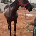 فرس شعبية حمراء معسوفة البيع لأعلى سومه