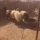 جذعات بلدي