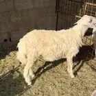 يتوفر انواع الذبايح تفريد