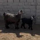 للبيع عنز والد معهاا بنتهاا