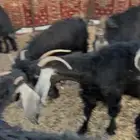 معزا متابيع وباقي حليب